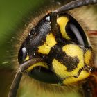 Vespula germanica