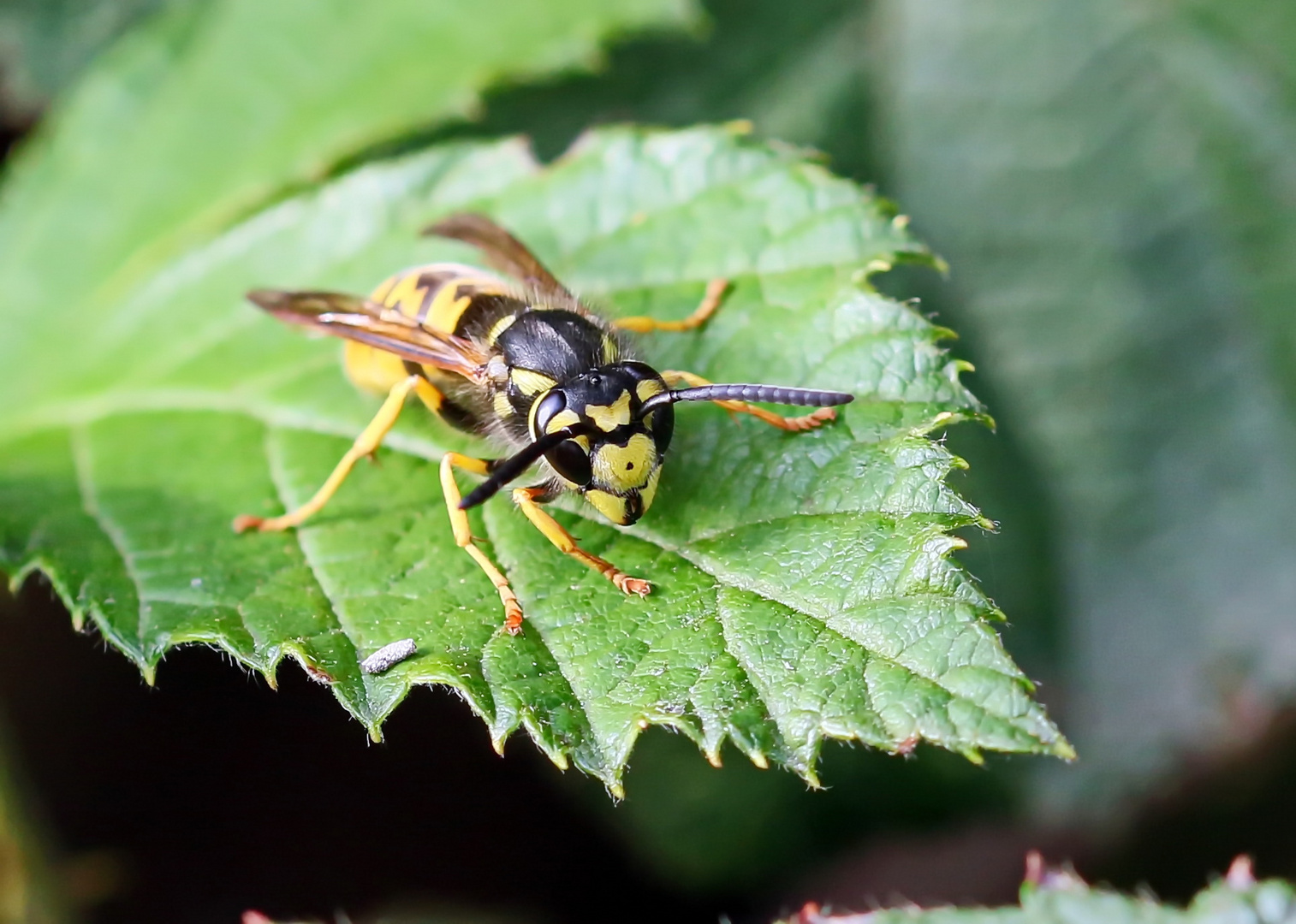 Vespula germanica