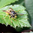 Vespula germanica