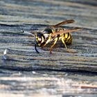 Vespula germanica