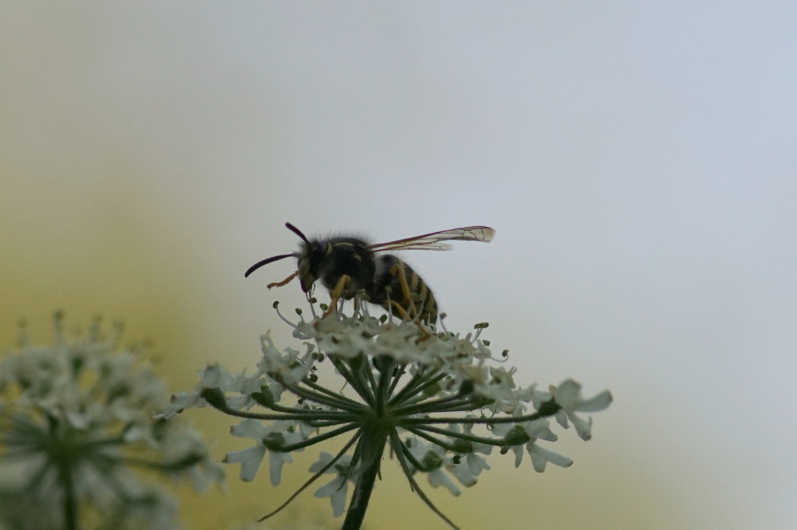 Vespula germanica