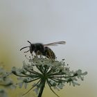 Vespula germanica