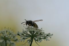 Vespula germanica