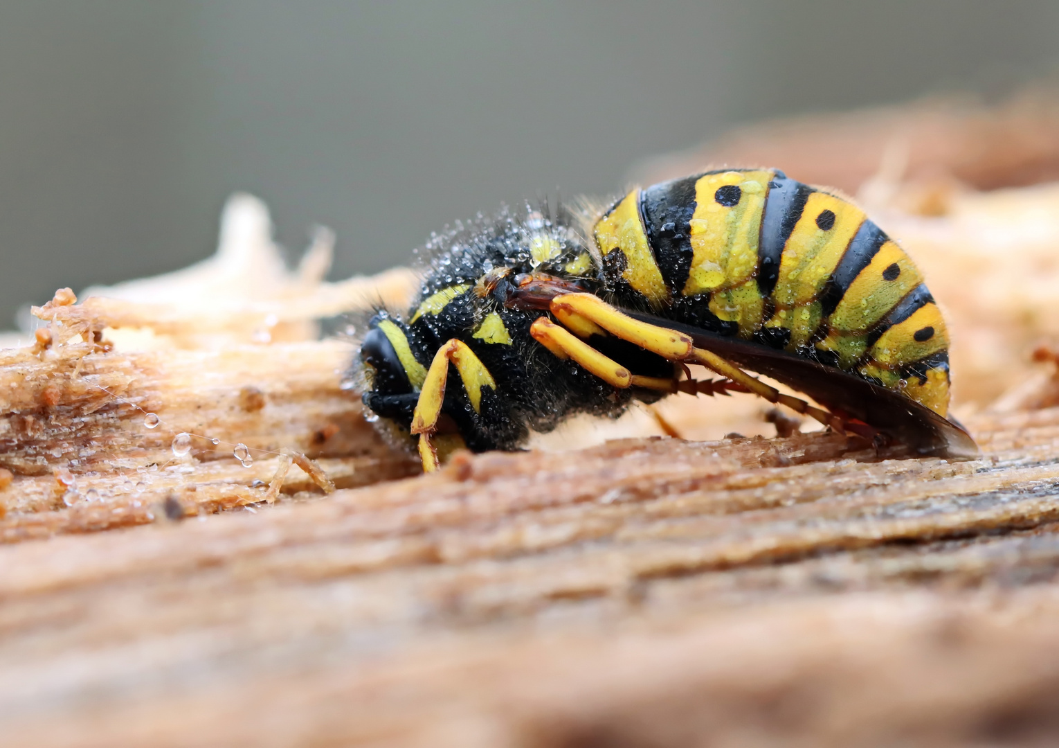 Vespula germanica Nr.1