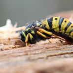 Vespula germanica Nr.1