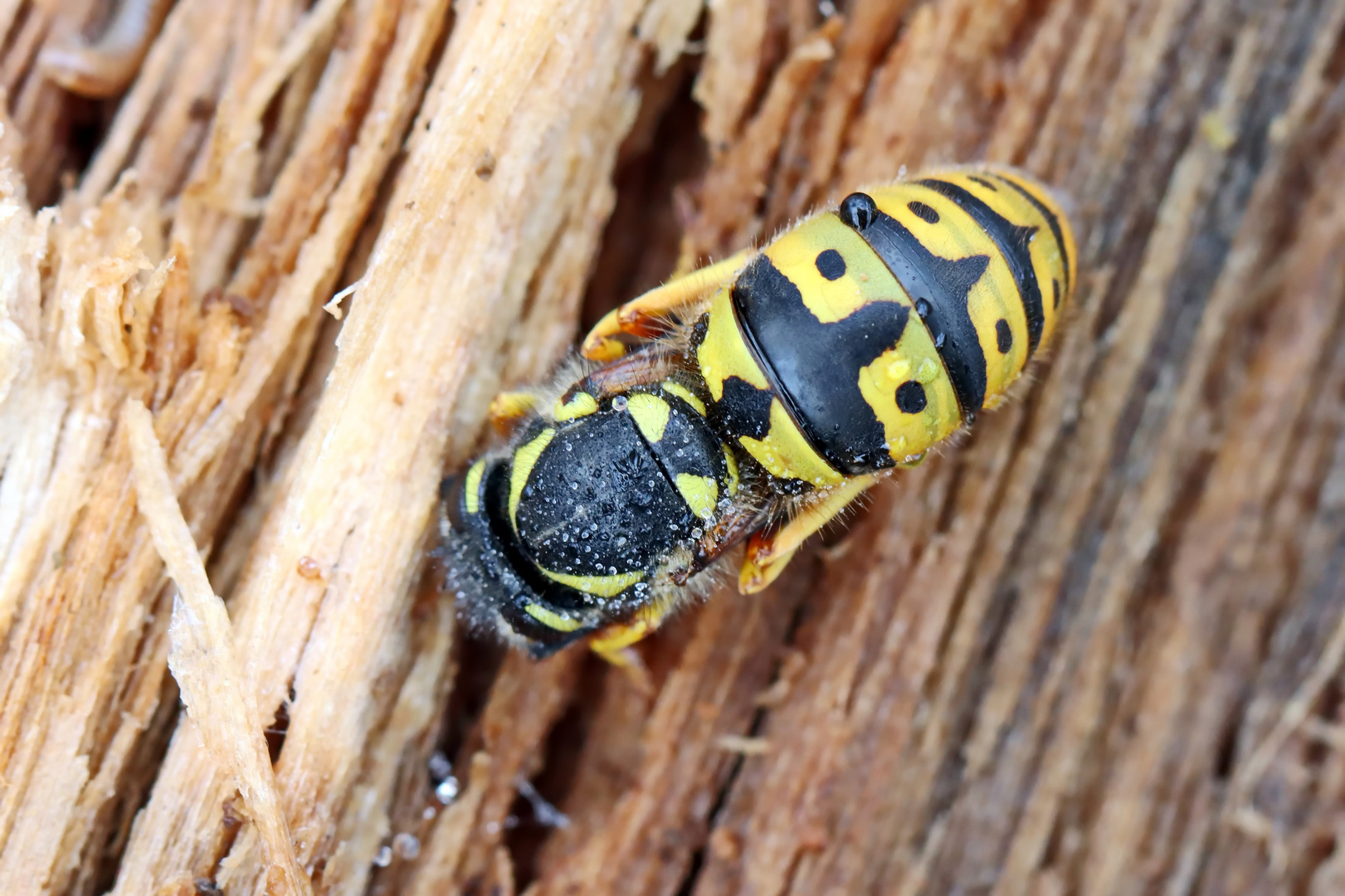 Vespula germanica Nr.2