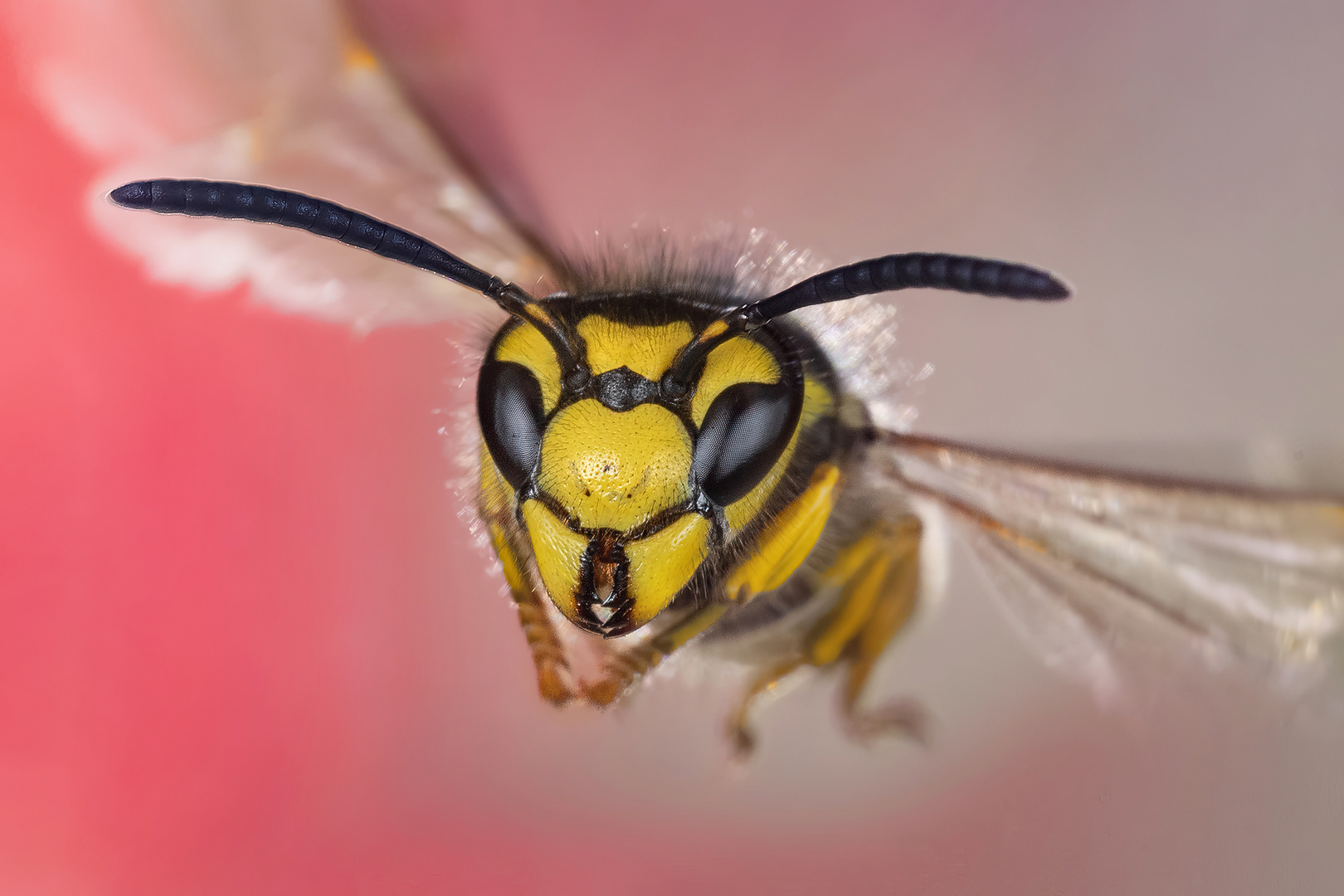 Vespula germanica VII im Flug 2022