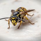 Vespula germanica_IMG_6934_1