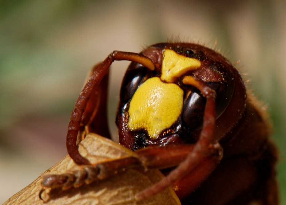 Vespula Gyrorika