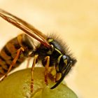 Vespula vulgaris