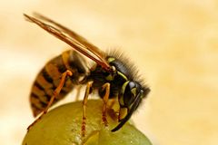 Vespula vulgaris