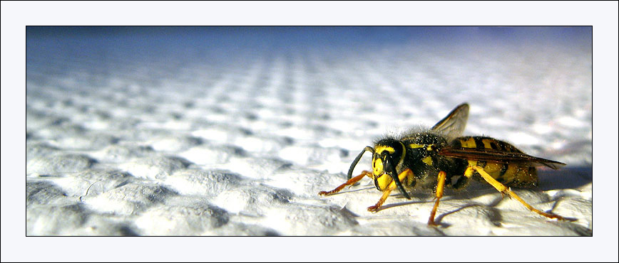 Vespula vulgaris