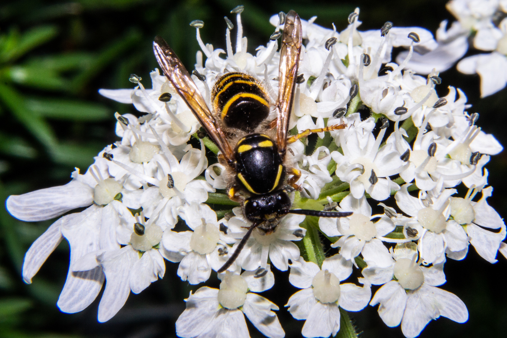 Vespula vulgaris