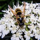 Vespula vulgaris