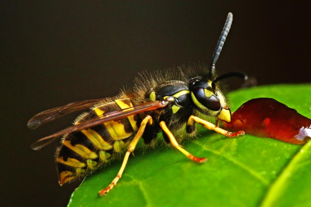 Vespula vulgaris