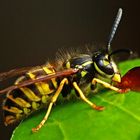 Vespula vulgaris