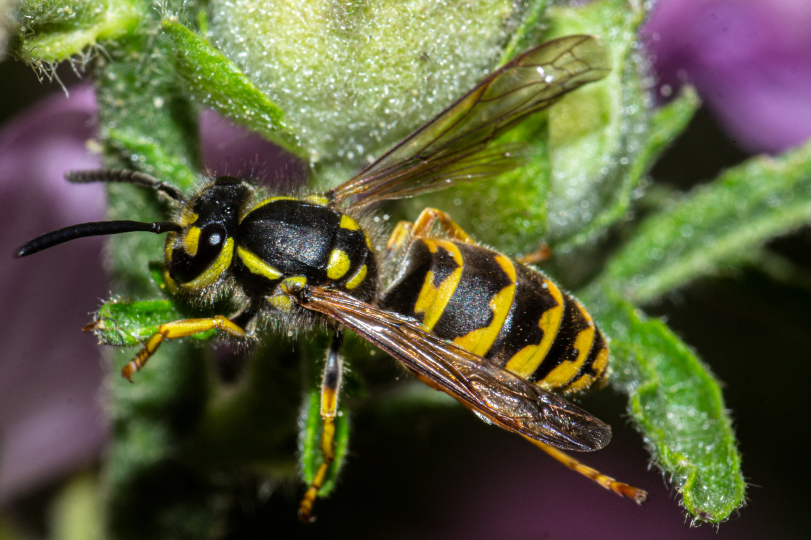 Vespula vulgaris Foto & Bild nature, summer, world Bilder auf