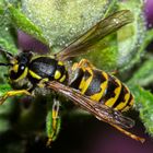 Vespula vulgaris