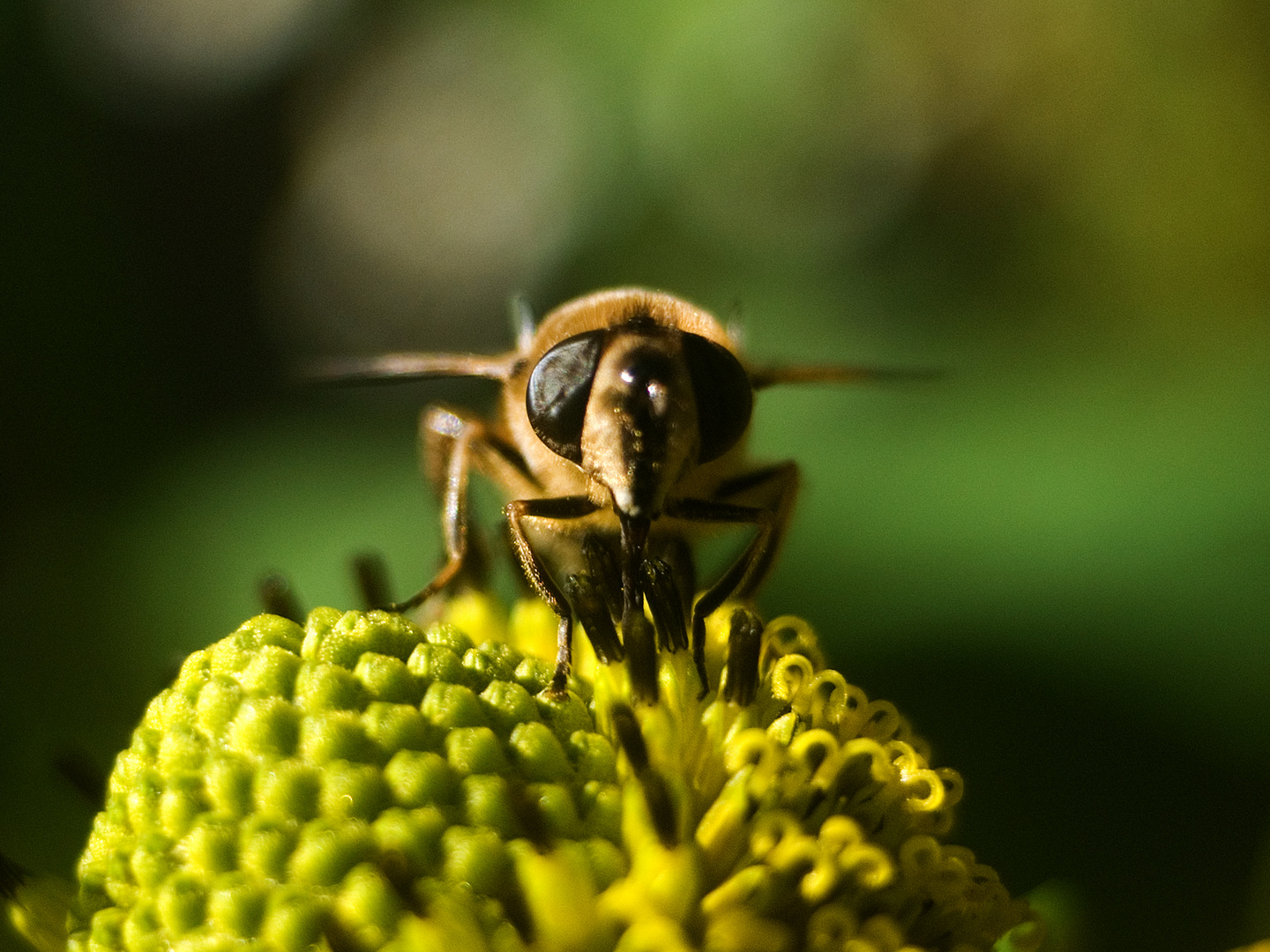 Vespula vulgaris