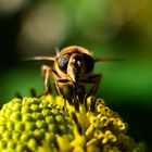 Vespula vulgaris