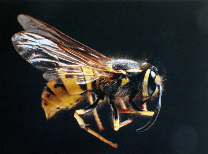 Vespula vulgaris