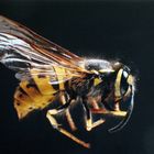 Vespula vulgaris