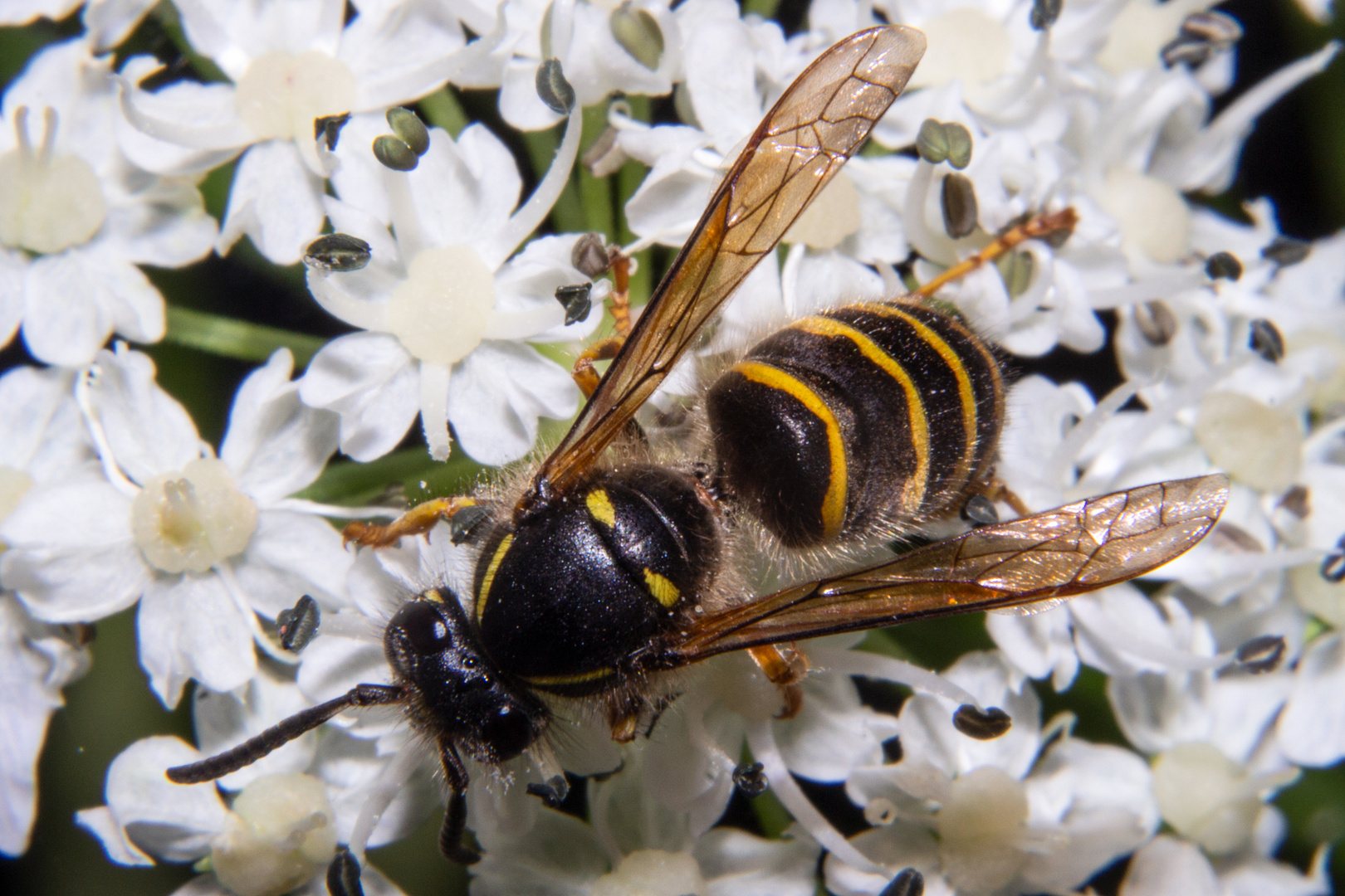 Vespula vulgaris