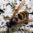 Vespula vulgaris