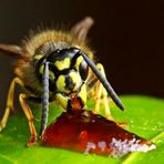 Vespula vulgaris