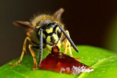 Vespula vulgaris