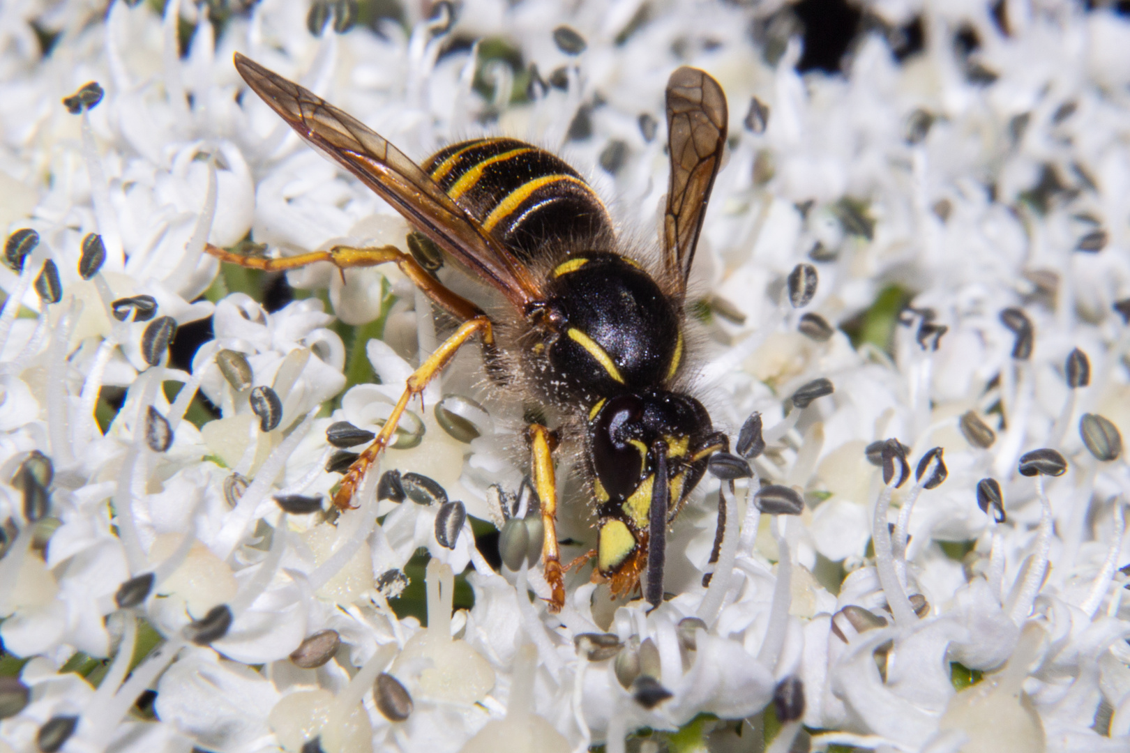 Vespula vulgaris