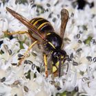 Vespula vulgaris