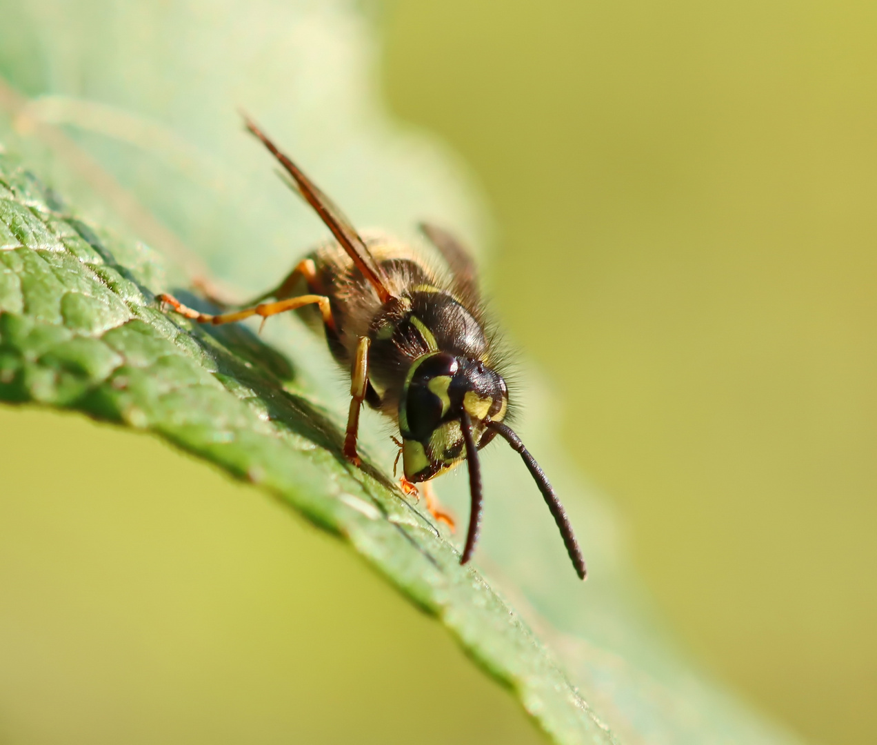 Vespula vulgaris