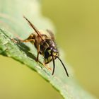 Vespula vulgaris