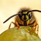 Vespula vulgaris -