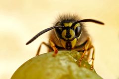 Vespula vulgaris -