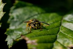 Vespula vulgaris