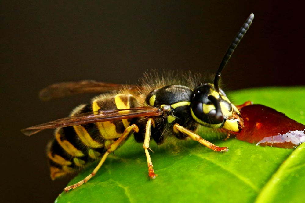 Vespula vulgaris