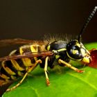 Vespula vulgaris