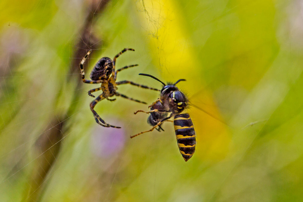 Vespula vulgaris + Araneus diadematus (1/2)