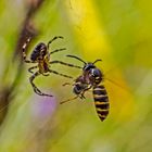 Vespula vulgaris + Araneus diadematus (1/2)