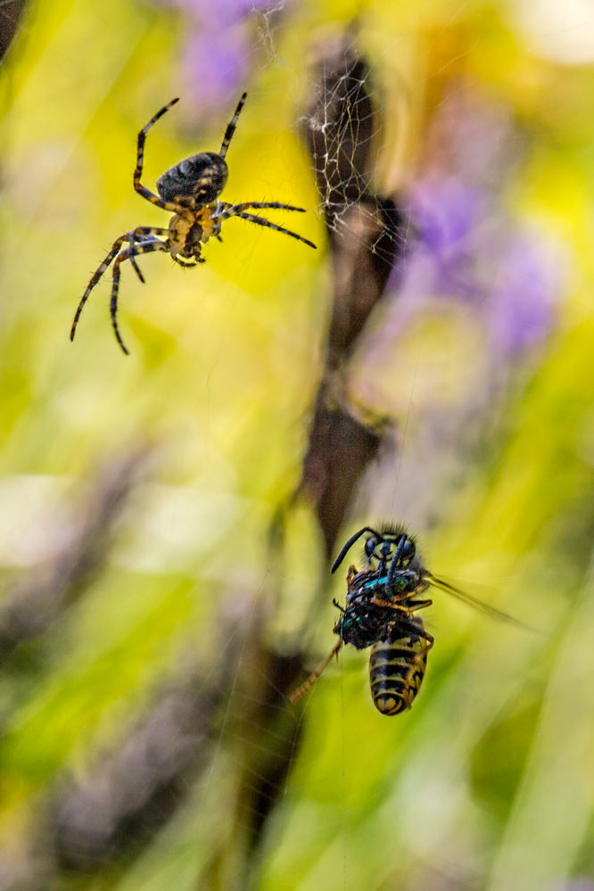 Vespula vulgaris + Araneus diadematus (2/2)