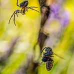 Vespula vulgaris + Araneus diadematus (2/2)