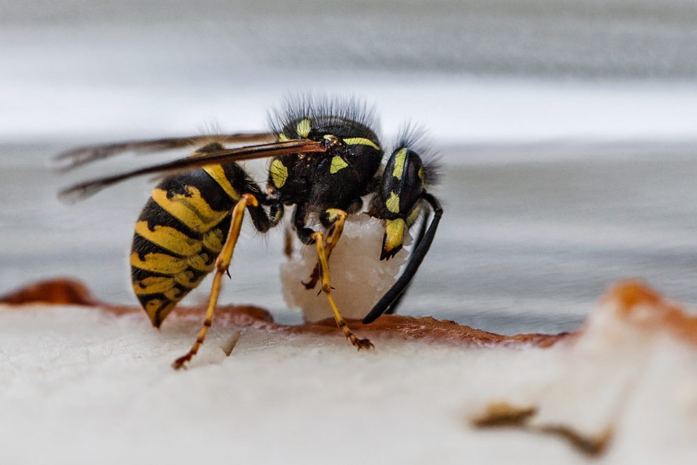 Vespula vulgaris - beim Schinkenabtransport