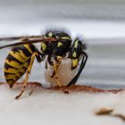 Vespula vulgaris - beim Schinkenabtransport