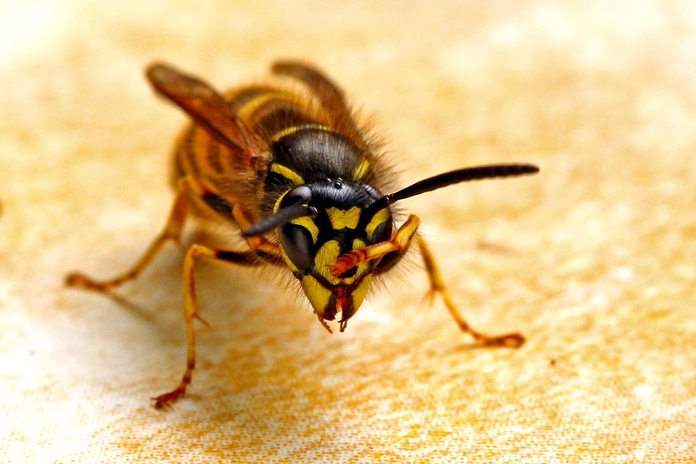 Vespula vulgaris