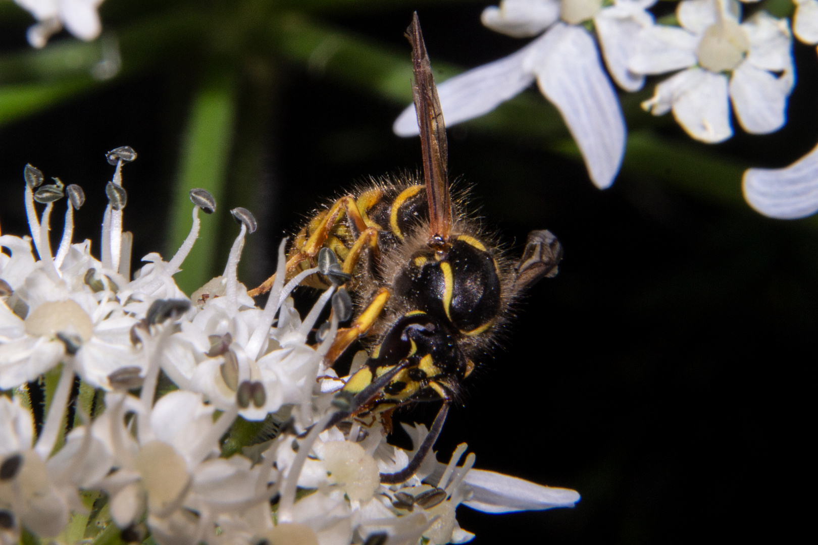 Vespula vulgaris