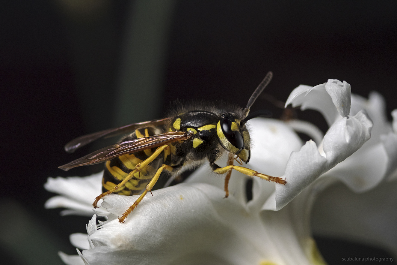 Vespula vulgaris