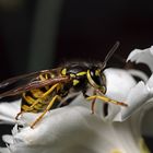 Vespula vulgaris