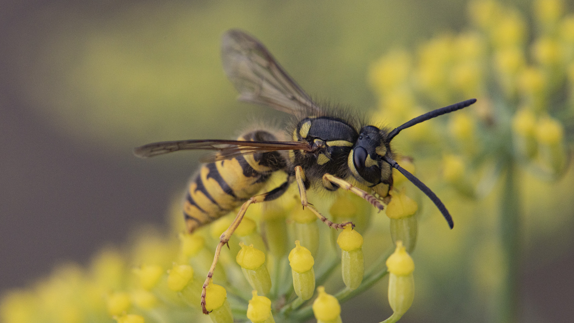 Vespula vulgaris